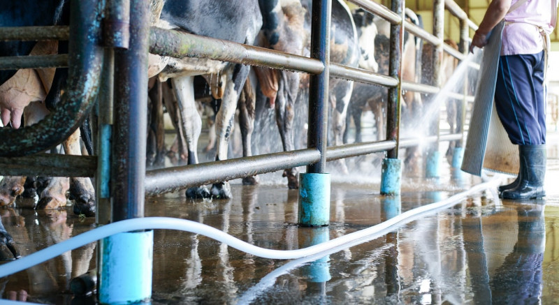 MilkingProcess_800